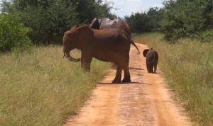 elefantes-tanzania