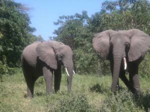 elefantes Tanzania