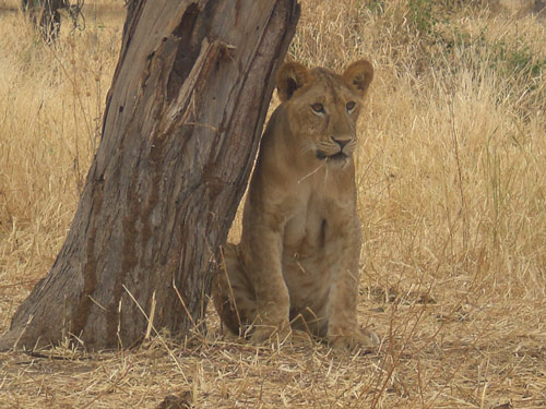 leon-serengeti