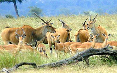 impala-eland-tanzania