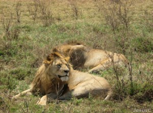 leones-ngorongoro