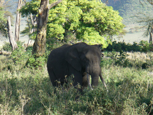 elefante-tanzania