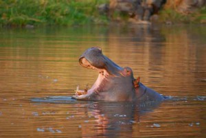 hipopótamo-ruaha